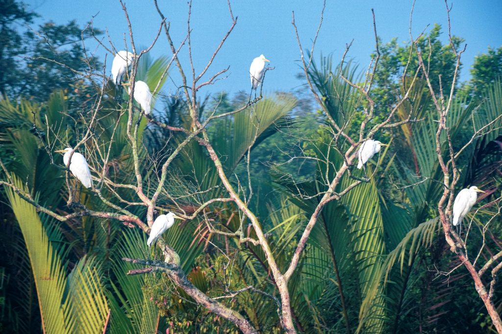 Sundarbans Mangroves is enriched by many birds species
