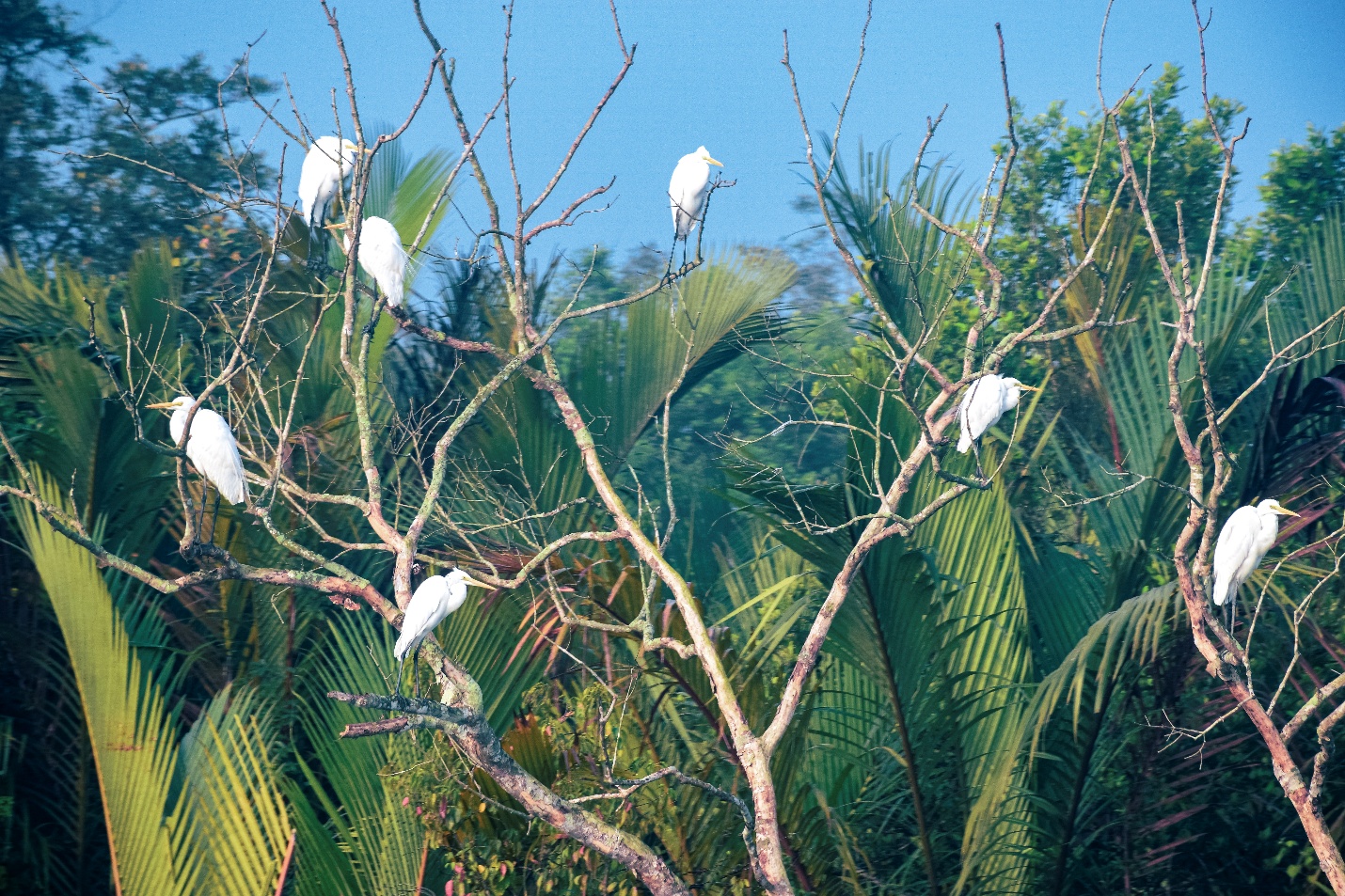 Home 15 📍Few Birds of the Sundarbans Mangroves: through my lens