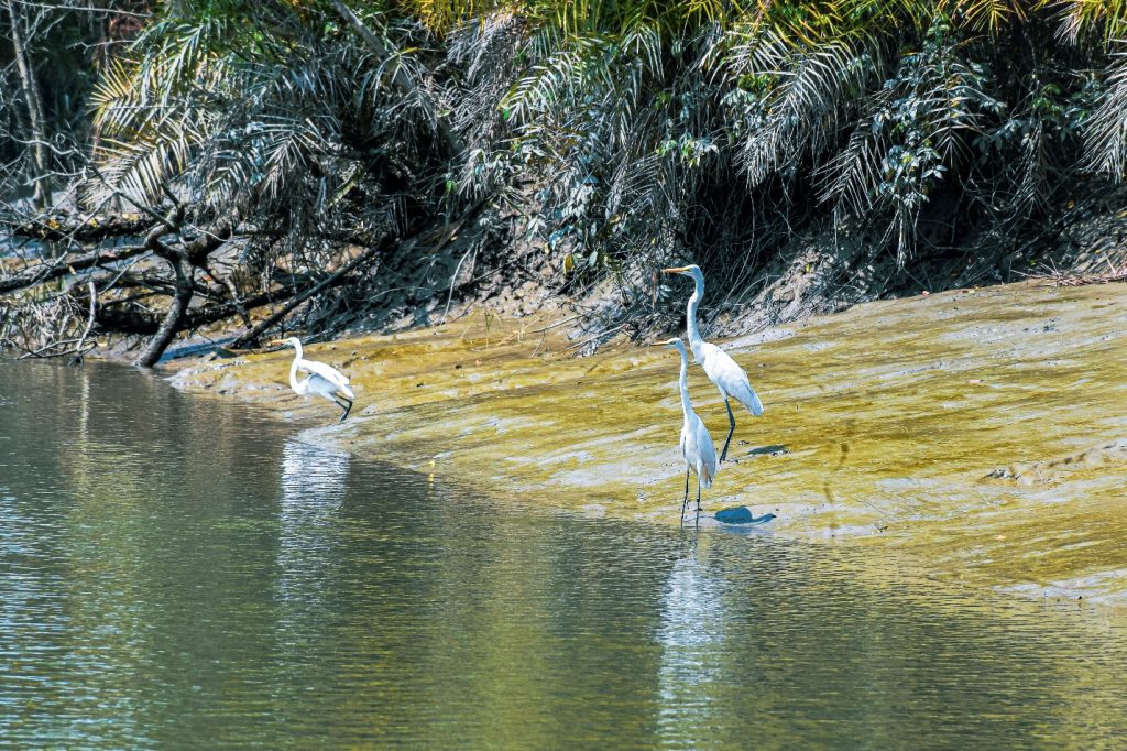 📍Few Birds of the Sundarbans Mangroves: through my lens 10 📍Few Birds of the Sundarbans Mangroves: through my lens 9