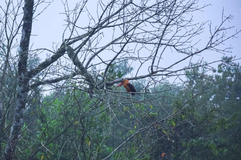 📍Few Birds of the Sundarbans Mangroves: through my lens 2 📍Few Birds of the Sundarbans Mangroves: through my lens 1
