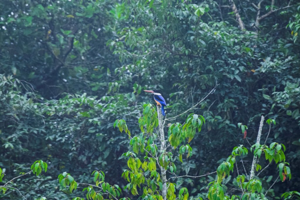 📍Few Birds of the Sundarbans Mangroves: through my lens 3 📍Few Birds of the Sundarbans Mangroves: through my lens 2