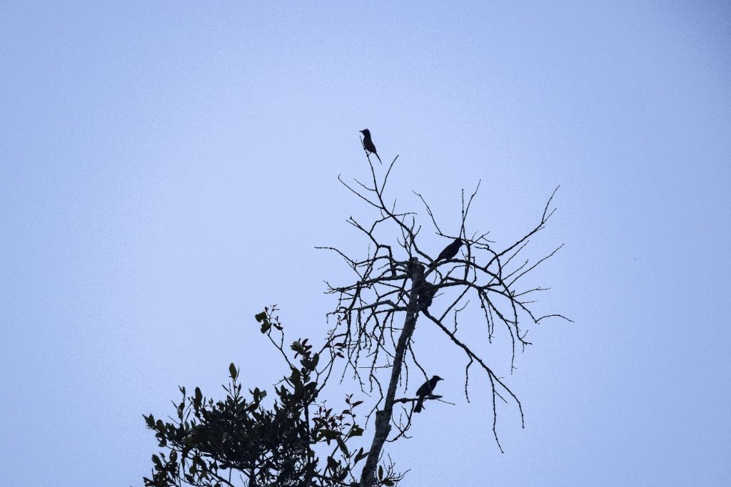 📍Few Birds of the Sundarbans Mangroves: through my lens 5 📍Few Birds of the Sundarbans Mangroves: through my lens 4