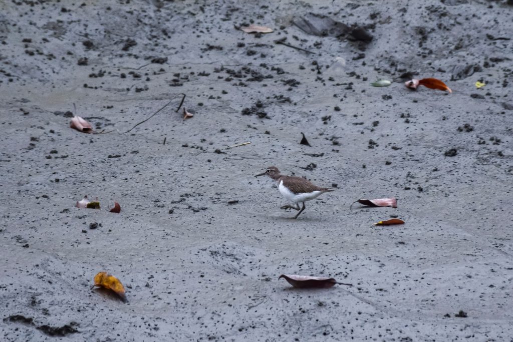 📍Few Birds of the Sundarbans Mangroves: through my lens 6 📍Few Birds of the Sundarbans Mangroves: through my lens 5