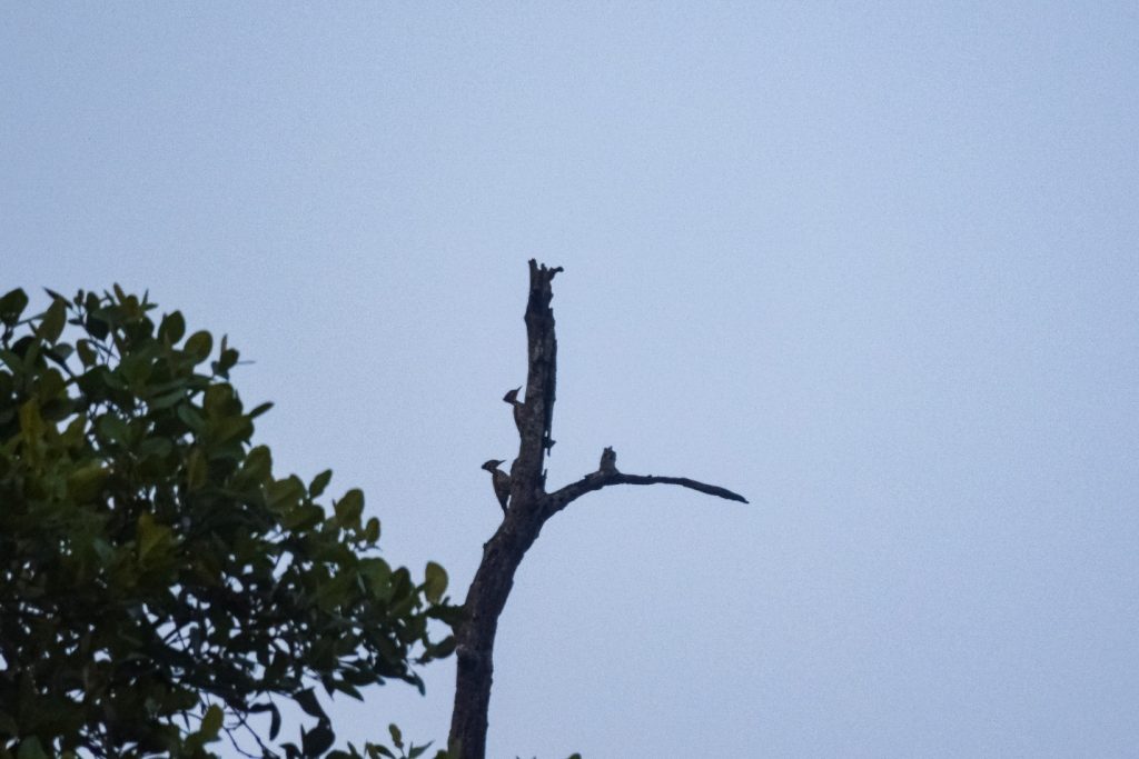 📍Few Birds of the Sundarbans Mangroves: through my lens 7 📍Few Birds of the Sundarbans Mangroves: through my lens 6