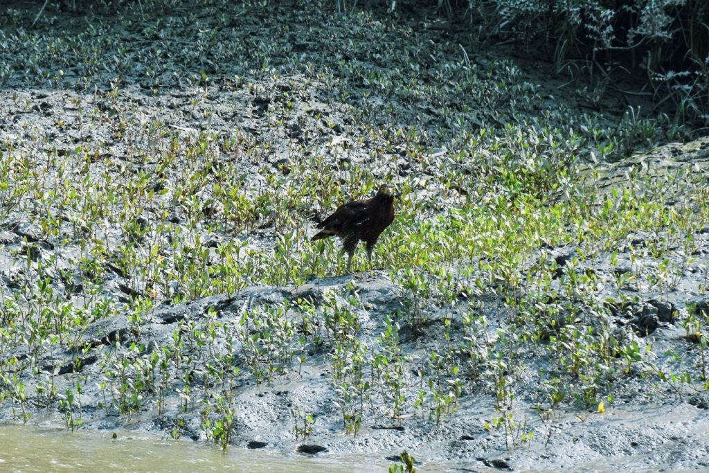 📍Few Birds of the Sundarbans Mangroves: through my lens 8 📍Few Birds of the Sundarbans Mangroves: through my lens 7
