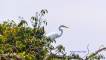 The great white egret